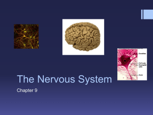 The Nervous System Chapter 9