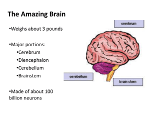 The Amazing Brain