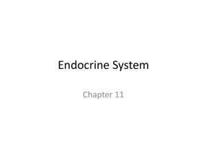 Endocrine System Chapter 11