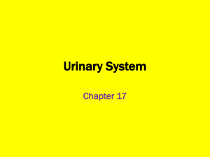 Urinary System Chapter 17