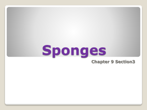 Sponges Chapter 9 Section3