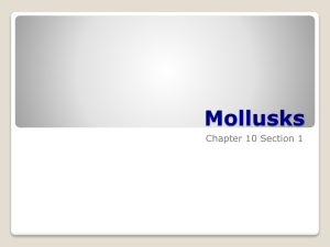 Mollusks Chapter 10 Section 1
