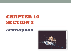 CHAPTER 10 SECTION 2 Arthropods