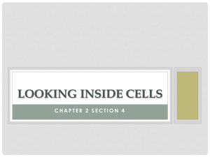 LOOKING INSIDE CELLS
