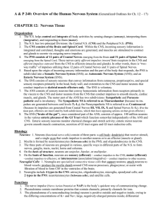 A &amp; P 240: Overview of the Human Nervous System