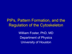 PIPs, Pattern Formation, and the Regulation of the Cytoskeleton Department of Physics