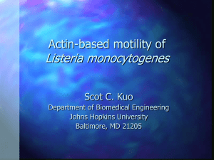 Listeria monocytogenes Actin-based motility of Scot C. Kuo Department of Biomedical Engineering