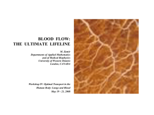 BLOOD  FLOW: THE  ULTIMATE  LIFELINE