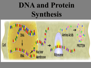 DNA and Protein Synthesis