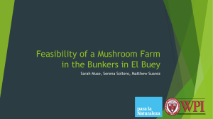 Feasibility of a Mushroom Farm in the Bunkers in El Buey