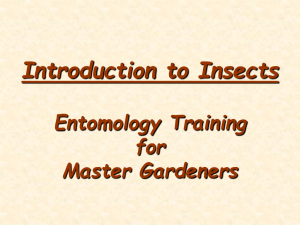 Introduction to Insects Entomology Training for Master Gardeners
