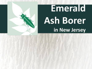 Emerald Ash Borer in New Jersey