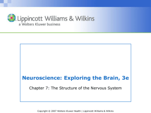 Neuroscience: Exploring the Brain, 3e