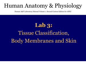 Human Anatomy &amp; Physiology Lab 3: Tissue Classification, Body Membranes and Skin