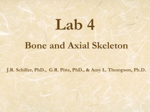 Lab 4 Bone and Axial Skeleton