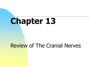 Chapter 13 Review of The Cranial Nerves