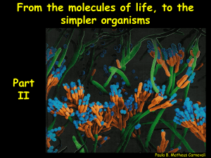 From the molecules of life, to the simpler organisms Part II