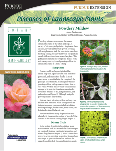 Diseases of Landscape Plants: Powdery Mildew