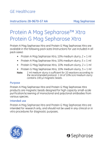 Protein A Mag Sepharose™ Xtra Protein G Mag Sepharose Xtra