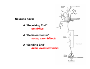 Neurons have: A “Receiving End” dendrites A “Decision Center