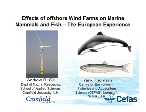 Effects of offshore Wind Farms on Marine Mammals and Fish – The