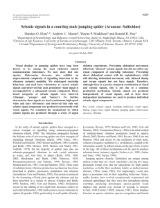 Seismic signals in a courting male jumping spider (Araneae