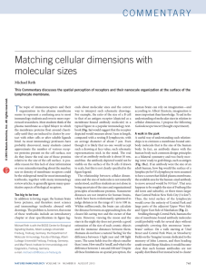 Matching cellular dimensions with molecular sizes