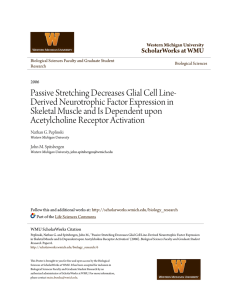 Passive Stretching Decreases Glial Cell Line