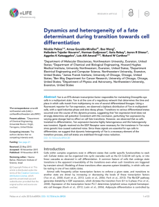 Dynamics and heterogeneity of a fate determinant during transition