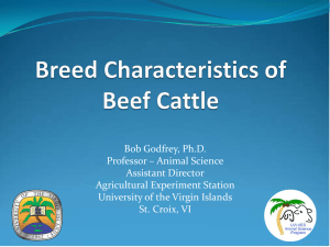 Breed Characteristics of Beef Cattle