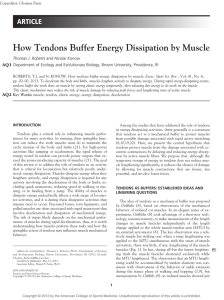 How Tendons Buffer Energy Dissipation by Muscle