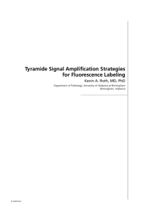 Tyramide Signal Amplification Strategies for Fluorescence Labeling