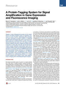 A Protein-Tagging System for Signal Amplification in Gene