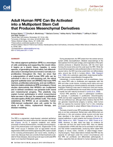 Adult Human RPE Can Be Activated into a Multipotent Stem Cell that