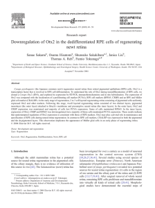 Downregulation of Otx2 in the dedifferentiated RPE cells of