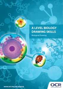 Drawing skills booklet