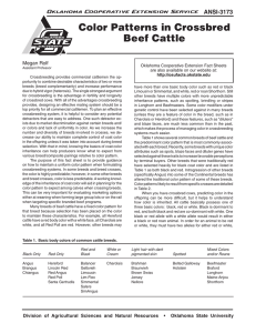 Color Patterns in Crossbred Beef Cattle