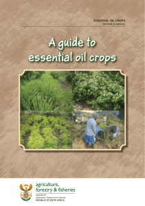 A guide to essential oil crops