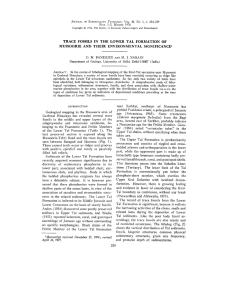 Trace Fossils in the Lower Tal Formation of