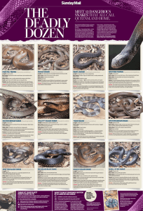 Meet 12 dangerous snakesthat all call Queensland
