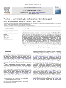 Variation of hamstrings lengths and velocities with walking