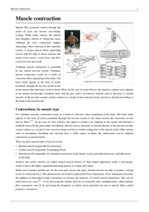 Muscle contraction