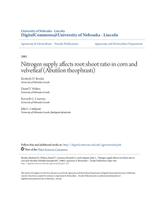Nitrogen supply affects root:shoot ratio in corn and velvetleaf