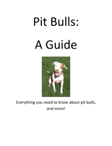 Everything you need to know about pit bulls, and more!