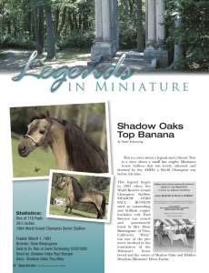 Shadow Oaks Top Banana - American Miniature Horse Association