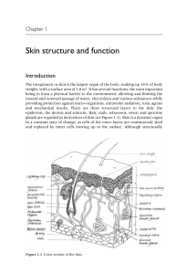 Skin structure and function