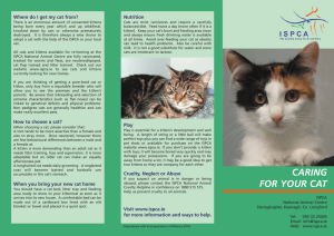 caring for your cat