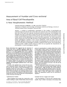 Measurement of Number and Cross-sectional Area of Basal Cell