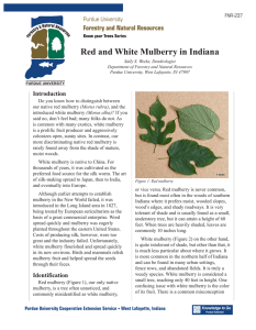 Red and White Mulberry in Indiana