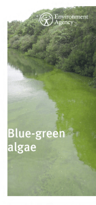 Blue-Green Algae